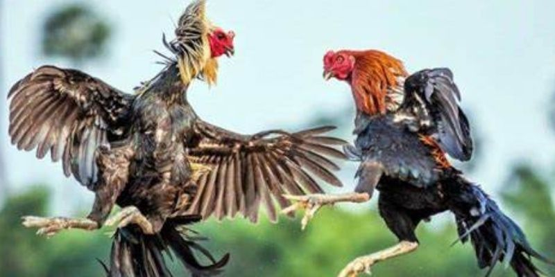 Top 5 nền tảng đá gà trực tuyến Sunwin tốt nhất hiện nay